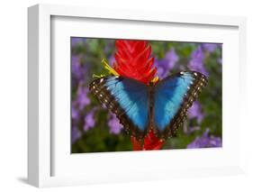 Tropical Butterfly the Blue Morpho, Morpho granadensis on ginger flower-Darrell Gulin-Framed Photographic Print