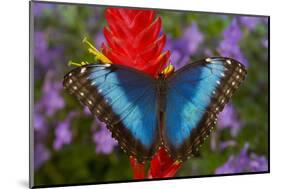 Tropical Butterfly the Blue Morpho, Morpho granadensis on ginger flower-Darrell Gulin-Mounted Photographic Print