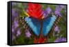 Tropical Butterfly the Blue Morpho, Morpho granadensis on ginger flower-Darrell Gulin-Framed Stretched Canvas