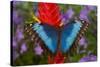 Tropical Butterfly the Blue Morpho, Morpho granadensis on ginger flower-Darrell Gulin-Stretched Canvas