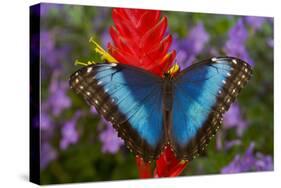 Tropical Butterfly the Blue Morpho, Morpho granadensis on ginger flower-Darrell Gulin-Stretched Canvas