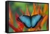 Tropical Butterfly the Blue Morpho on orange Heliconia Flowers-Darrell Gulin-Framed Stretched Canvas