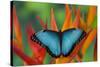 Tropical Butterfly the Blue Morpho on orange Heliconia Flowers-Darrell Gulin-Stretched Canvas