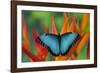 Tropical Butterfly the Blue Morpho on orange Heliconia Flowers-Darrell Gulin-Framed Photographic Print