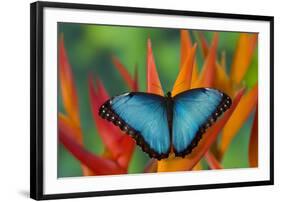 Tropical Butterfly the Blue Morpho on orange Heliconia Flowers-Darrell Gulin-Framed Photographic Print