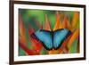 Tropical Butterfly the Blue Morpho on orange Heliconia Flowers-Darrell Gulin-Framed Photographic Print