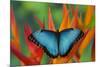 Tropical Butterfly the Blue Morpho on orange Heliconia Flowers-Darrell Gulin-Mounted Photographic Print