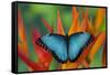 Tropical Butterfly the Blue Morpho on orange Heliconia Flowers-Darrell Gulin-Framed Stretched Canvas