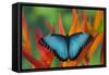 Tropical Butterfly the Blue Morpho on orange Heliconia Flowers-Darrell Gulin-Framed Stretched Canvas