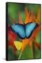 Tropical Butterfly the Blue Morpho on orange Heliconia Flowers-Darrell Gulin-Framed Stretched Canvas