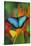 Tropical Butterfly the Blue Morpho on orange Heliconia Flowers-Darrell Gulin-Stretched Canvas