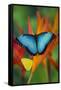 Tropical Butterfly the Blue Morpho on orange Heliconia Flowers-Darrell Gulin-Framed Stretched Canvas