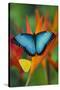 Tropical Butterfly the Blue Morpho on orange Heliconia Flowers-Darrell Gulin-Stretched Canvas
