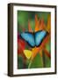 Tropical Butterfly the Blue Morpho on orange Heliconia Flowers-Darrell Gulin-Framed Photographic Print