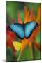 Tropical Butterfly the Blue Morpho on orange Heliconia Flowers-Darrell Gulin-Mounted Photographic Print