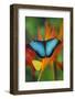 Tropical Butterfly the Blue Morpho on orange Heliconia Flowers-Darrell Gulin-Framed Photographic Print