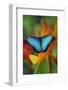 Tropical Butterfly the Blue Morpho on orange Heliconia Flowers-Darrell Gulin-Framed Photographic Print