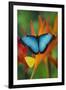 Tropical Butterfly the Blue Morpho on orange Heliconia Flowers-Darrell Gulin-Framed Premium Photographic Print