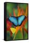 Tropical Butterfly the Blue Morpho on orange Heliconia Flowers-Darrell Gulin-Framed Stretched Canvas