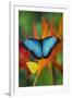 Tropical Butterfly the Blue Morpho on orange Heliconia Flowers-Darrell Gulin-Framed Photographic Print