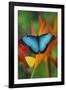 Tropical Butterfly the Blue Morpho on orange Heliconia Flowers-Darrell Gulin-Framed Photographic Print