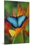 Tropical Butterfly the Blue Morpho on orange Heliconia Flowers-Darrell Gulin-Mounted Photographic Print