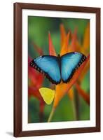 Tropical Butterfly the Blue Morpho on orange Heliconia Flowers-Darrell Gulin-Framed Photographic Print