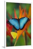 Tropical Butterfly the Blue Morpho on orange Heliconia Flowers-Darrell Gulin-Framed Photographic Print