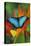 Tropical Butterfly the Blue Morpho on orange Heliconia Flowers-Darrell Gulin-Stretched Canvas