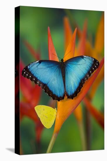 Tropical Butterfly the Blue Morpho on orange Heliconia Flowers-Darrell Gulin-Stretched Canvas