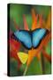 Tropical Butterfly the Blue Morpho on orange Heliconia Flowers-Darrell Gulin-Stretched Canvas