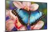 Tropical Butterfly the Blue Morpho open winged on tropical orchid-Darrell Gulin-Mounted Photographic Print