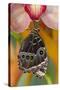 Tropical Butterfly the Blue Morpho wings closed hanging on Orchid-Darrell Gulin-Stretched Canvas