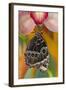 Tropical Butterfly the Blue Morpho wings closed hanging on Orchid-Darrell Gulin-Framed Photographic Print