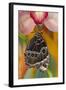 Tropical Butterfly the Blue Morpho wings closed hanging on Orchid-Darrell Gulin-Framed Photographic Print