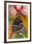 Tropical Butterfly the Blue Morpho wings closed hanging on Orchid-Darrell Gulin-Framed Photographic Print