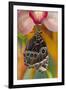 Tropical Butterfly the Blue Morpho wings closed hanging on Orchid-Darrell Gulin-Framed Photographic Print