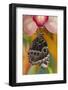 Tropical Butterfly the Blue Morpho wings closed hanging on Orchid-Darrell Gulin-Framed Photographic Print