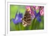 Tropical Butterfly the Blue Morpho wings closed on orchid-Darrell Gulin-Framed Photographic Print