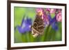 Tropical Butterfly the Blue Morpho wings closed on orchid-Darrell Gulin-Framed Photographic Print