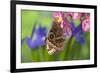 Tropical Butterfly the Blue Morpho wings closed on orchid-Darrell Gulin-Framed Photographic Print