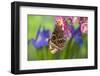 Tropical Butterfly the Blue Morpho wings closed on orchid-Darrell Gulin-Framed Photographic Print