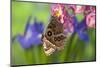 Tropical Butterfly the Blue Morpho wings closed on orchid-Darrell Gulin-Mounted Photographic Print