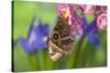 Tropical Butterfly the Blue Morpho wings closed on orchid-Darrell Gulin-Stretched Canvas