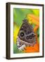Tropical Butterfly the Blue Morpho with wings closed on lily-Darrell Gulin-Framed Photographic Print
