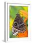 Tropical Butterfly the Blue Morpho with wings closed on lily-Darrell Gulin-Framed Photographic Print