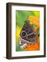 Tropical Butterfly the Blue Morpho with wings closed on lily-Darrell Gulin-Framed Photographic Print