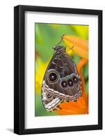 Tropical Butterfly the Blue Morpho with wings closed on lily-Darrell Gulin-Framed Photographic Print