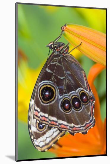 Tropical Butterfly the Blue Morpho with wings closed on lily-Darrell Gulin-Mounted Photographic Print