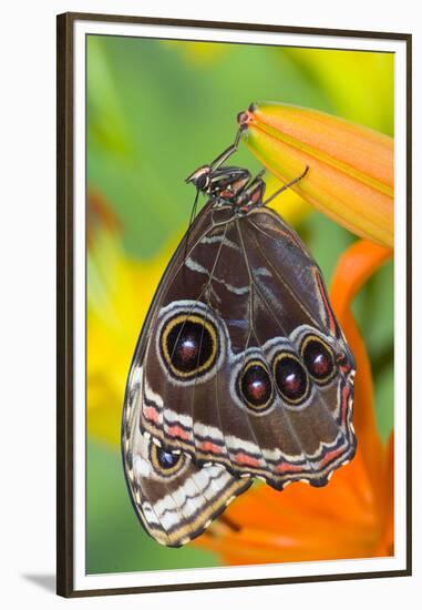 Tropical Butterfly the Blue Morpho with wings closed on lily-Darrell Gulin-Framed Premium Photographic Print